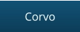 Corvo