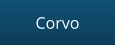 Corvo